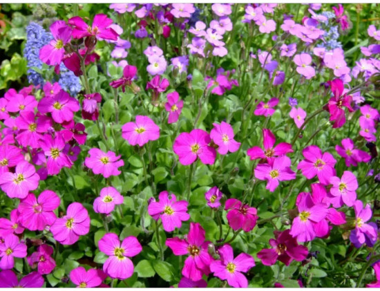 Семена обриеты «Декоративная каскадная ярко-розовая»