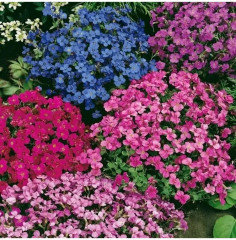 Семена обриеты, смесь сортов «Декоративная каскадная» - Фото 2