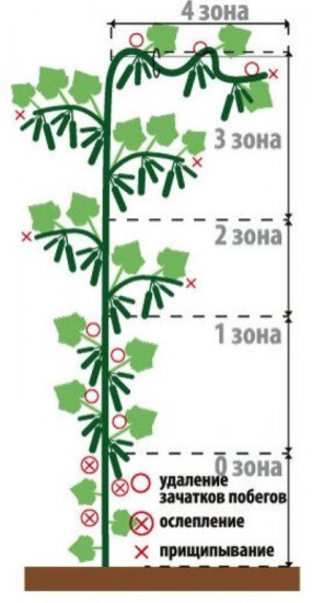Семена огурца «Герман F1»