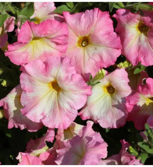 Семена петунии многоцветковой «Алёнка F1»