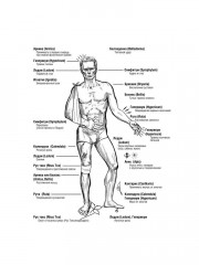 Гомеопатия: История, критика, практика - Фото 8