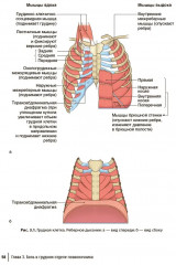 Боли в спине. Применение традиционной, комплементарной и интегративной медицины - Фото 6