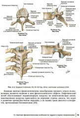 Боли в спине. Применение традиционной, комплементарной и интегративной медицины - Фото 7