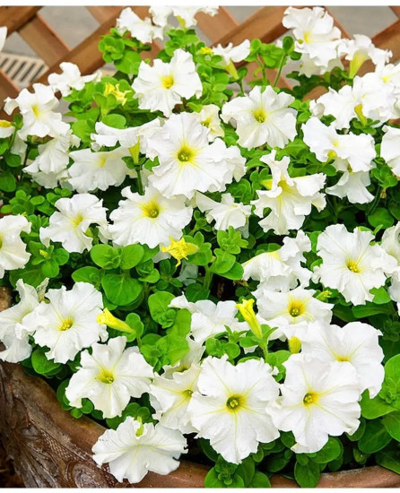 Семена петунии «Аморе Мио F1 белая»