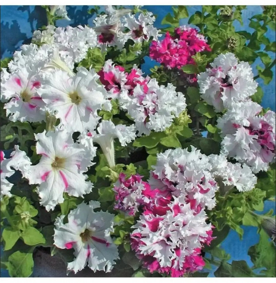 Семена петунии «Бенефис F1»