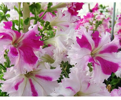 Семена петунии «Бенефис F1» - Фото 2