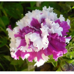 Семена петунии «Бенефис F1» - Фото 3