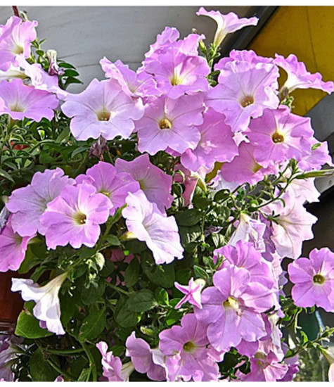 Семена петунии «Бриллианты и жемчужины F1»