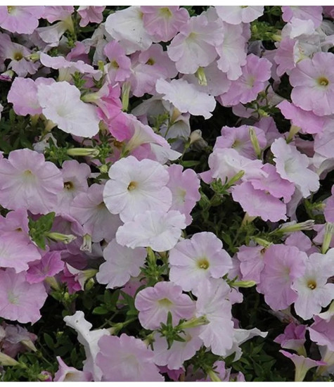 Семена петунии «Бриллианты и жемчужины F1»