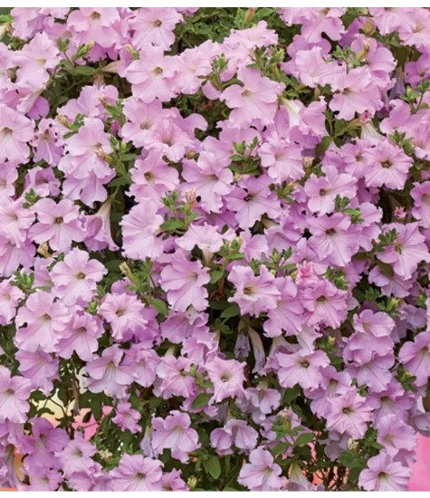 Семена петунии «Бриллианты и жемчужины F1»