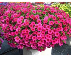 Семена петунии «Минибелло F1 розовая с глазком» - Фото 1