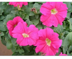 Семена петунии «Минибелло F1 розовая с глазком» - Фото 3