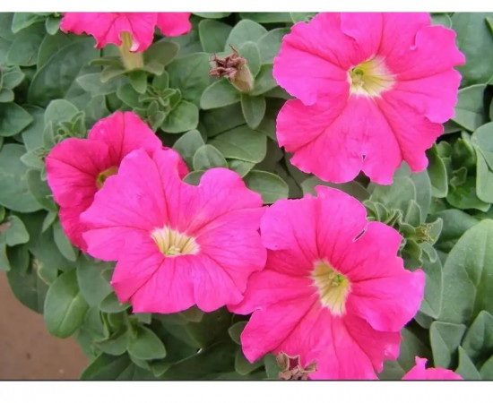 Семена петунии «Минибелло F1 розовая с глазком»