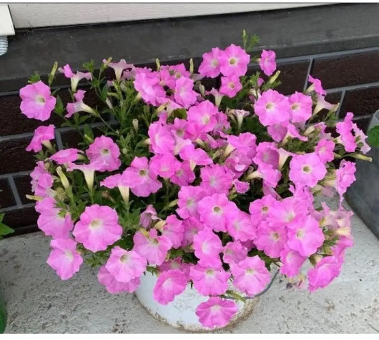 Семена петунии «Минибелло F1 сакура»