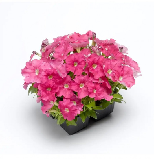 Семена петунии «Минибелло F1 сакура»