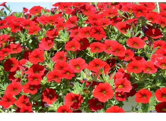 Семена петунии «Пикколино F1 красная»