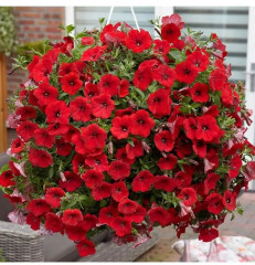 Семена петунии «Пикколино F1 красная» - Фото 2