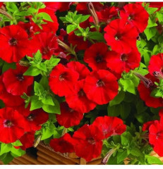 Семена петунии «Пикколино F1 красная» - Фото 3