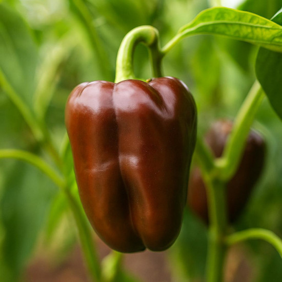 Колекционные семена перца «Сладкий шоколад»