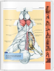 Анатомия силовых упражнений для мужчин и женщин - Фото 7