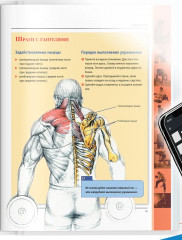 Анатомия силовых упражнений для мужчин и женщин - Фото 11