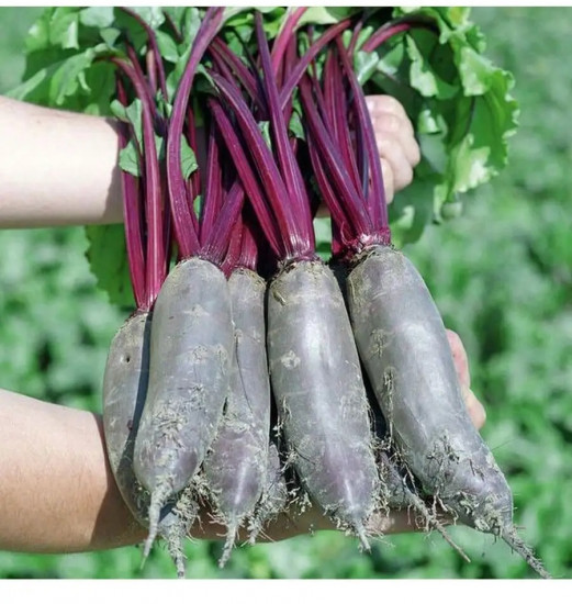 Семена свеклы столовой «Одноростковая»