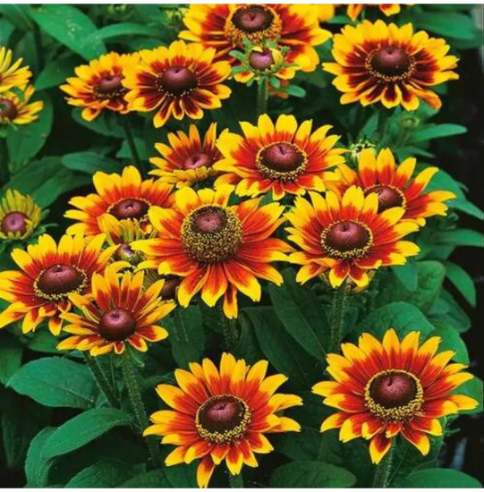 Семена рудбекии «Тото Рустик карликовая»