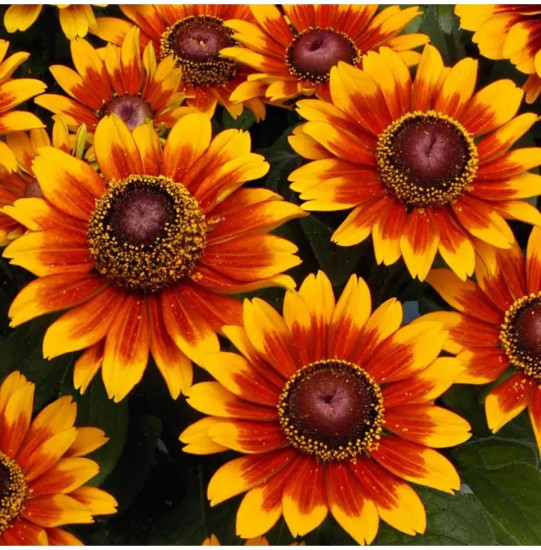 Семена рудбекии «Тото Рустик карликовая»