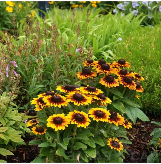 Семена рудбекии «Тото Рустик карликовая»