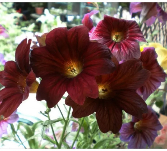 Семена сальпиглоссиса «Кофе с молоком»