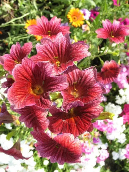 Семена сальпиглоссиса «Кофе с молоком»