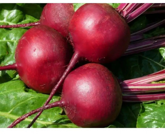Семена свеклы столовой «Винегрет»