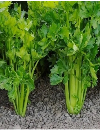 Семена сельдерея черешкового «Малахит»