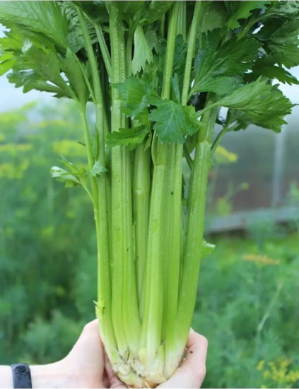 Семена сельдерея черешкового «Малахит»