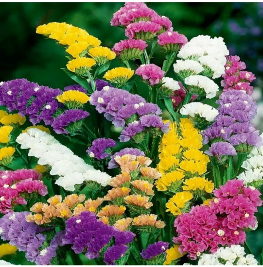 Семена статицы, смесь сортов «Пацифик срезочная»