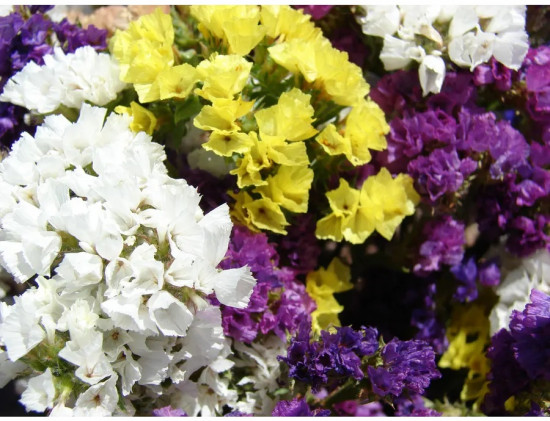 Семена статицы, смесь сортов «Пацифик срезочная»