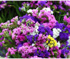 Семена статицы, смесь сортов «Пацифик срезочная» - Фото 3