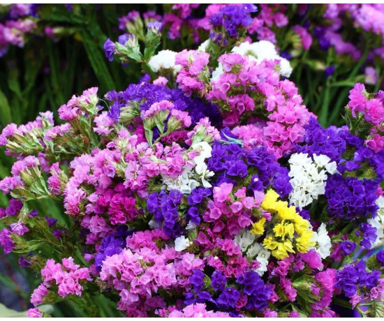 Семена статицы, смесь сортов «Пацифик срезочная»