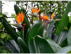 Семена стрелиции королевской «Райская птичка» - Фото 1