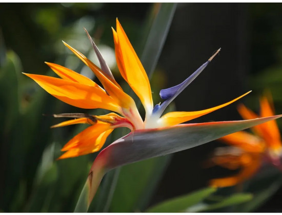 Семена стрелиции королевской «Райская птичка»