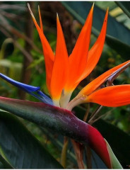 Семена стрелиции королевской «Райская птичка» - Фото 4