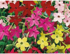 Семена табака, смесь сортов «Новый аромат F1» - Фото 1