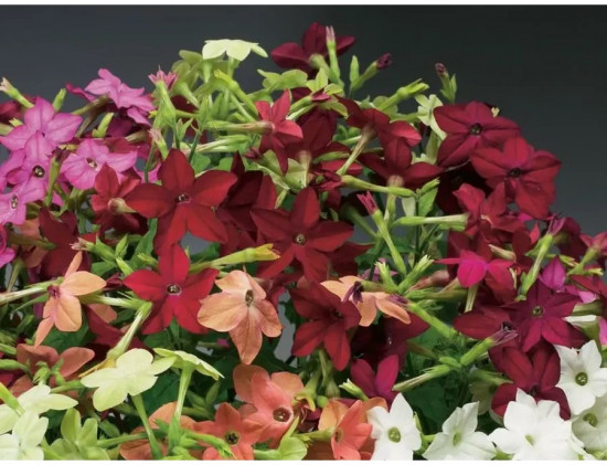 Семена табака, смесь сортов «Новый аромат F1»