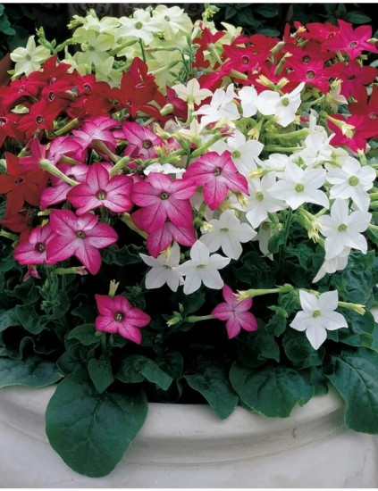 Семена табака, смесь сортов «Новый аромат F1»