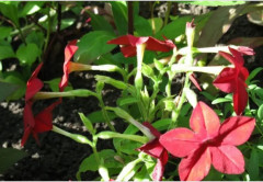 Семена табака сандера «Беби Белла F1 антик ред» - Фото 1