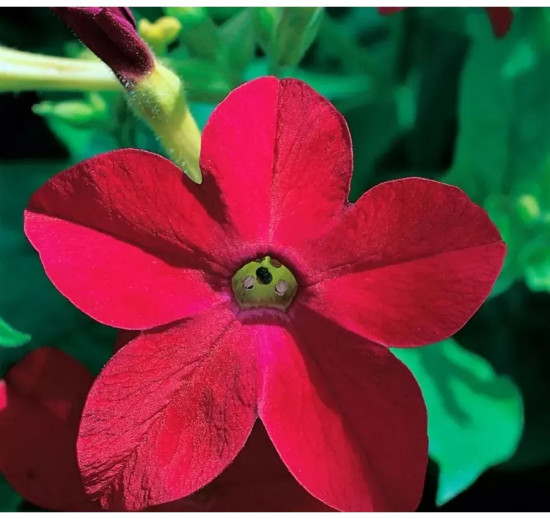 Семена табака сандера «Беби Белла F1 антик ред»