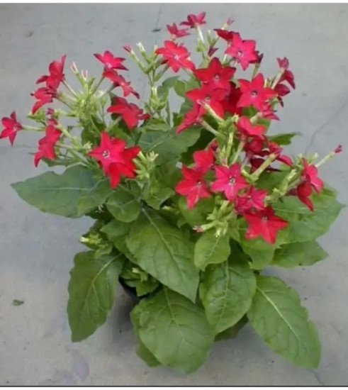 Семена табака сандера «Беби Белла F1 антик ред»