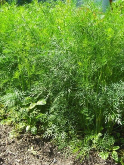 Семена укропа «Лесногородский»