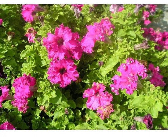 Семена петунии фриллитунии крупноцветковой «Бабочка F1»