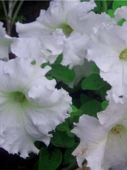 Семена петунии фриллитунии крупноцветковой «Снежинка F1»